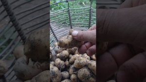 Выкопал дикий картофель "результат"