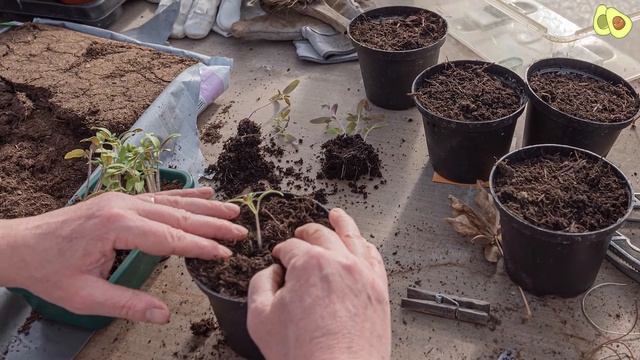 Вот Почему НЕЛЬЗЯ ВЫЛИВАТЬ ВОДУ ПОСЛЕ ВАРКИ ЯИЦ смотреть онлайн
