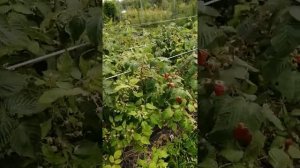 Малина ремонтантная Атлант