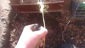 ловля синичек на западок