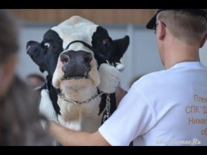 Скот молочного направления. Первый круг. Выставка Золотая Осень-2013