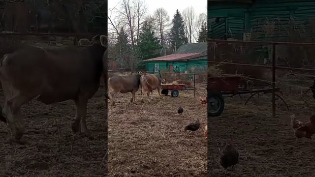 телочки Костромской породы выросли, стали нетеля