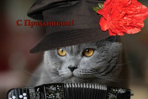 Пушистые домоседы* 8 августа Всемирный день кошек