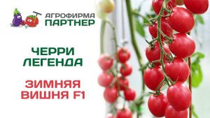 Черри легенда! Зимняя Вишня F1