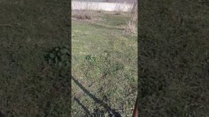 Посадка Ежемалины мой опыт #ежемалина #посадка