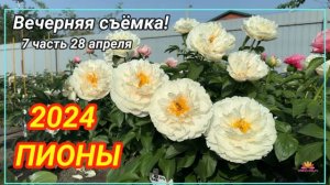 Цветение сеянцев пионов Ворошиловой А.Б. в 2024 году. Часть 7 / Сад Ворошиловой