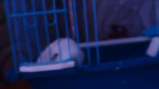 Убираем клетку хомяка) смотреть онлайн