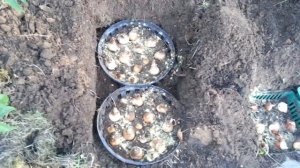Осенняя посадка тюльпанов и нарциссов