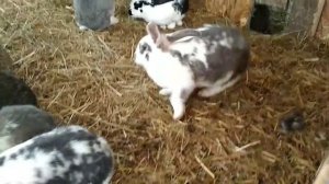 Кролики в вольере зимой. Ответы подписчикам.