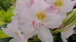 Rhododendron catawbiense 'Album' // Wonderful NATIVE, Easy to Grow, Flowering Evergreen!