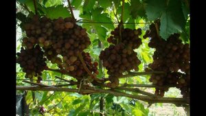 Мускат Новошахтинский