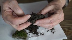 Несколько способов избавиться от мха на газоне