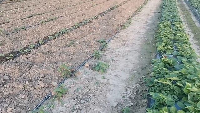 Конец ягодного сезона, готовимся к зиме! смотреть онлайн