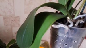 #удобрение#чеснок#янтарнаякислота#
Полив  орхидей чесночной водой  с янтарной кислотой.