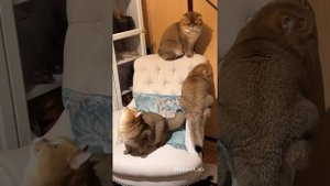 ГОЛОС БРИТАНСКОГО ЗОЛОТОГО КОТА MimisolCats