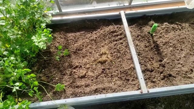 14.09.22.Дача..снимаю урожай Арбузов и Дынь? смотреть онлайн