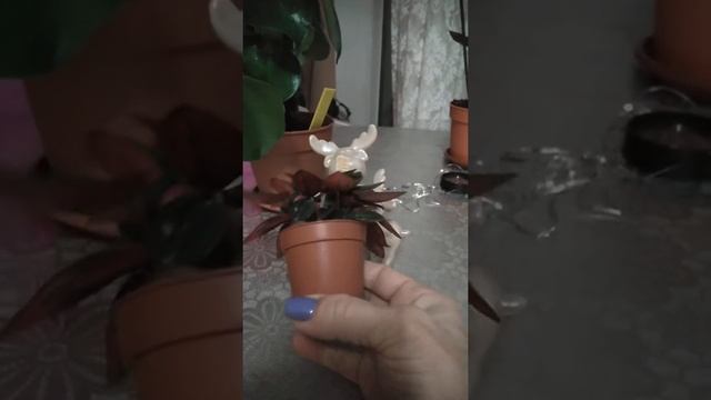 ?Новинка-пеперомия?"Россо"(new peperomia) смотреть онлайн