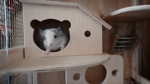 Первый день шиншиллёнка в новом доме! смотреть онлайн
