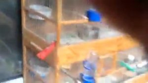 Обзор птицы от Темки Птицелова летом ЧАСТЬ ПЕРВАЯ