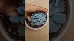 Suculenta echeveria Blue Heron - como propagar