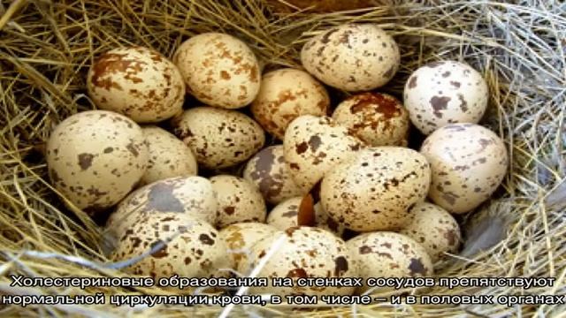 Как влияют перепелиные яйца на потенцию?