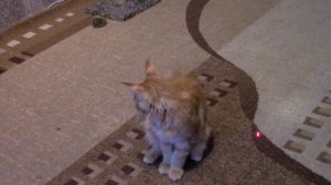 Котёнок приносит игрушку! Игра с лазерной указкой.