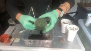 Сажаем суккулент во флорариум