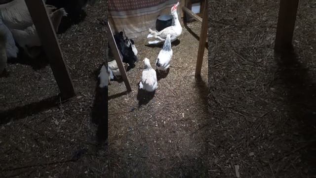 Жизнь в курятнике продолжается, все идёт своим чередом /на ошибках учимся смотреть онлайн