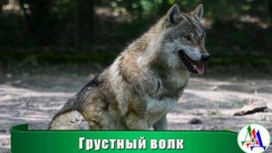 Раненный матерый ВОЛК сидел на дорожке парка и ждал - он просил помощи у людей