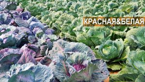 Белокочанная и краснокочанная капуста в КФХ Юрия Коровина, Калининградская область
