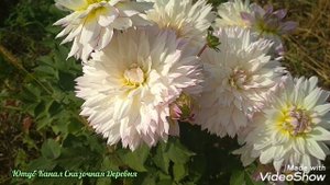 Георгина Крейзи Лав / Dahlia Crazy Love