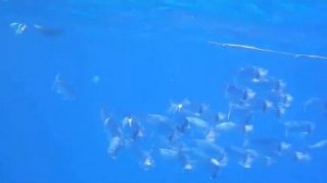 Обитатели рифа отеля Султан Гарденс, снорклинг, Snorkeling in Egypt Sultan Gardens Resort reef