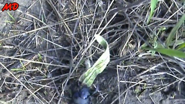 Жук навозник добывает для себя пищу. смотреть онлайн