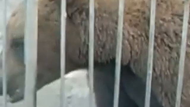 Медведь в зоопарке ест  Bear at the zoo eating