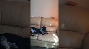 Я тебя все равно поймаю....