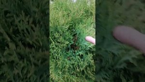 туя круглая Литл Гиант или Джиант
