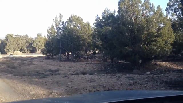 Заяц в кустах недалече от г. Тропик смотреть онлайн