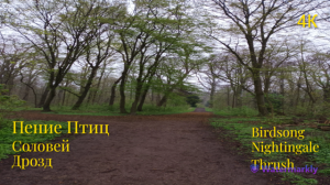 Видео с Пением Птиц для Релаксации.Video with Singing Birds for Relaxation.