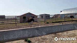 Страусиная ферма в Моргаушском районе.