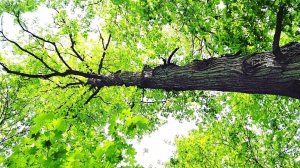 FOREST magic ,️️️Волшебный лес,