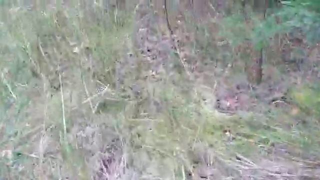 Поход за груздями 19 09 2021 смотреть онлайн