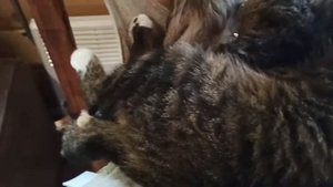 Котодом «ЭтноКот» в ЭТНОМИРЕ... Кошачий Рай