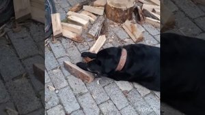 "Дай Джим, на счастье лапу мне" - песня на стихи С.А.Есенина.