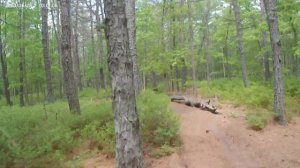 Lifan KPX 250 - Pine Tree Strength Test. Ouch!
