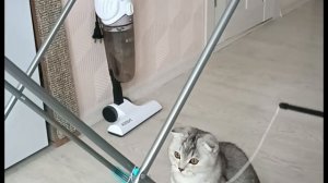 шотландский котёнок))