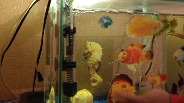 Фон для аквариума своими руками смотреть онлайн