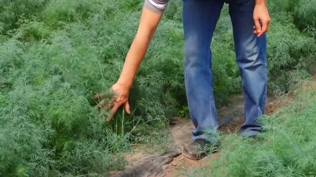 Кустовые укропы селекции "Гавриш" смотреть онлайн