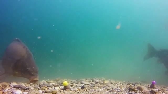 ловля карпа подводная съемка смотреть онлайн