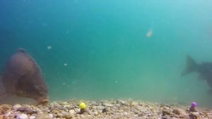 ловля карпа подводная съемка