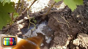 ПОДКОРМКА ВИНОГРАДА ЛЕТОМ ДЛЯ ХОРОШЕГО УРОЖАЯ